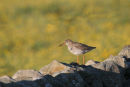 06-5573a Redshank (Tringa totanus) on Dry Stone Wall with Field of Buttercups as a Backdrop